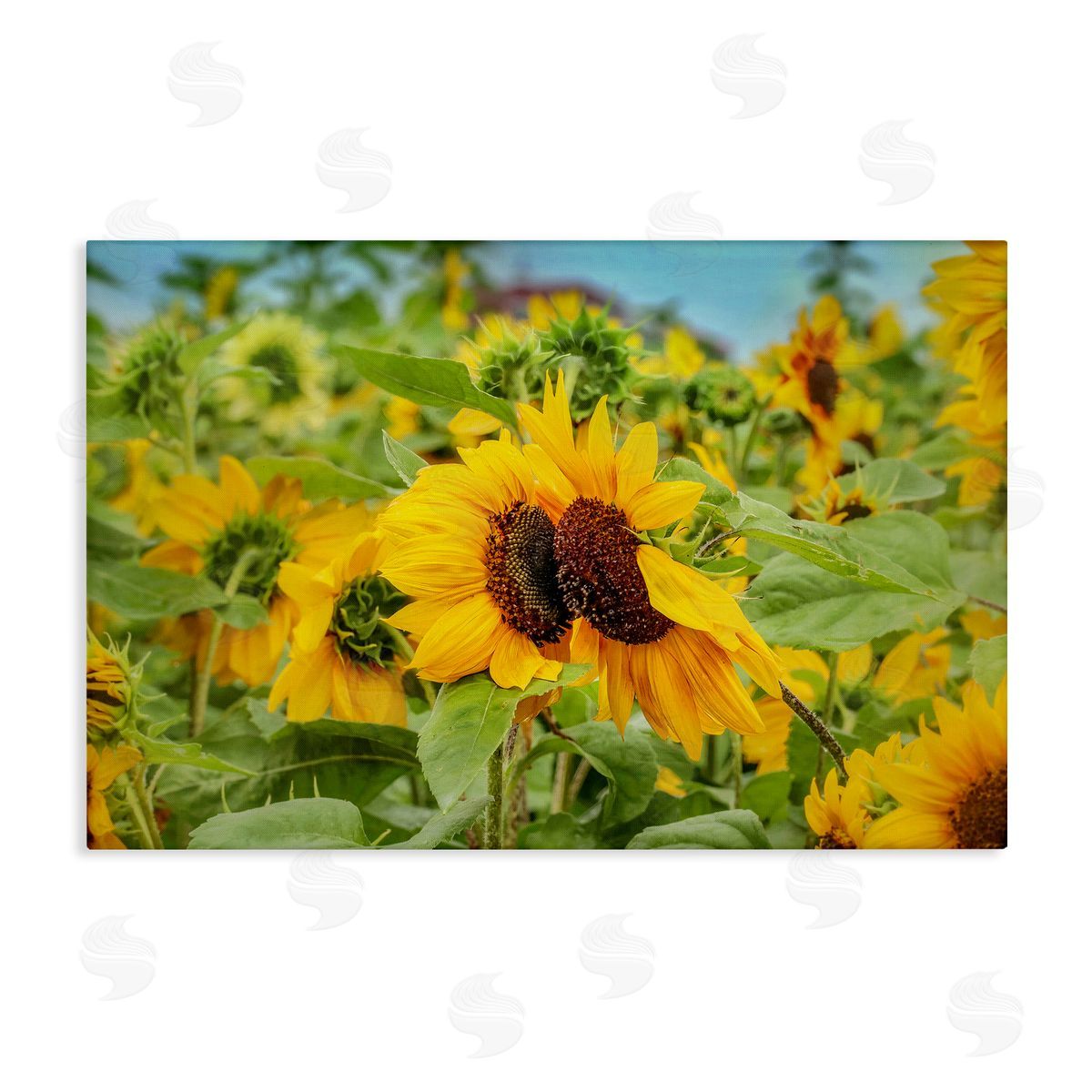 Sunflower Field Photography Canvas Wall Art, Home Decor by Carrie Ann Grippo-Pike