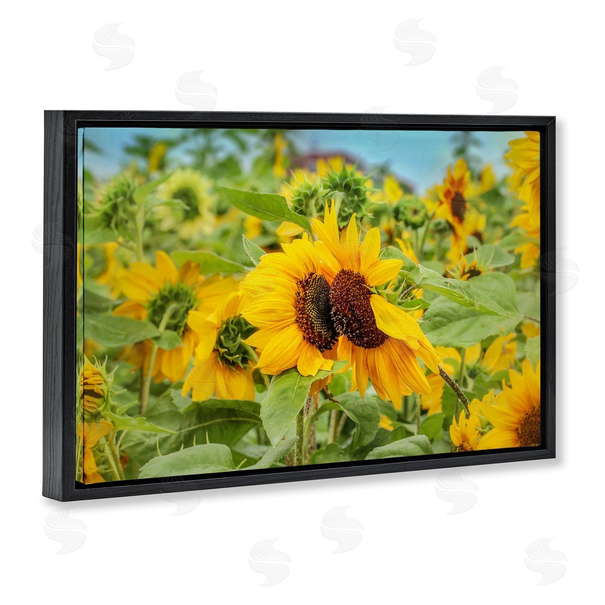 Sunflower Field Photography Black Floating Frame Canvas Wall Art, Home Decor by Carrie Ann Grippo-Pike