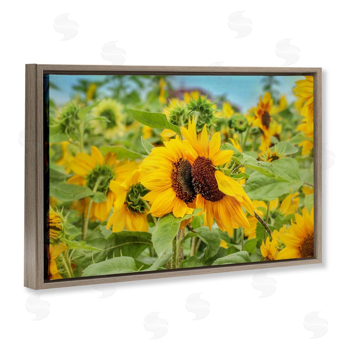 Sunflower Field Photography Brown Floating Frame Canvas Wall Art, Home Decor by Carrie Ann Grippo-Pike