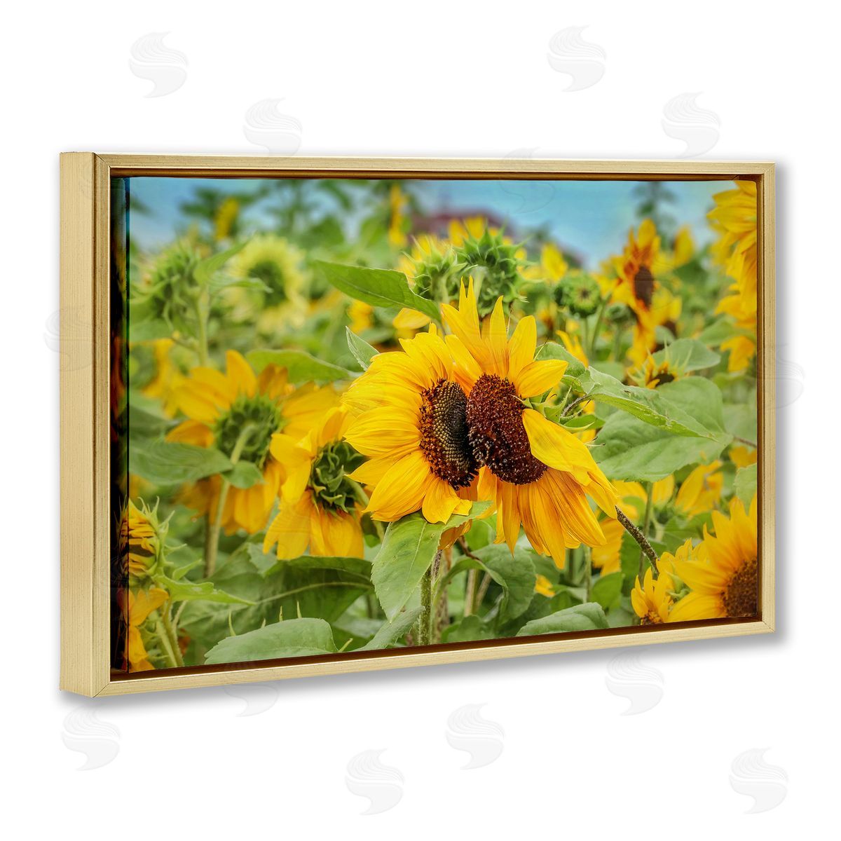 Sunflower Field Photography Gold Floating Frame Canvas Wall Art, Home Decor by Carrie Ann Grippo-Pike