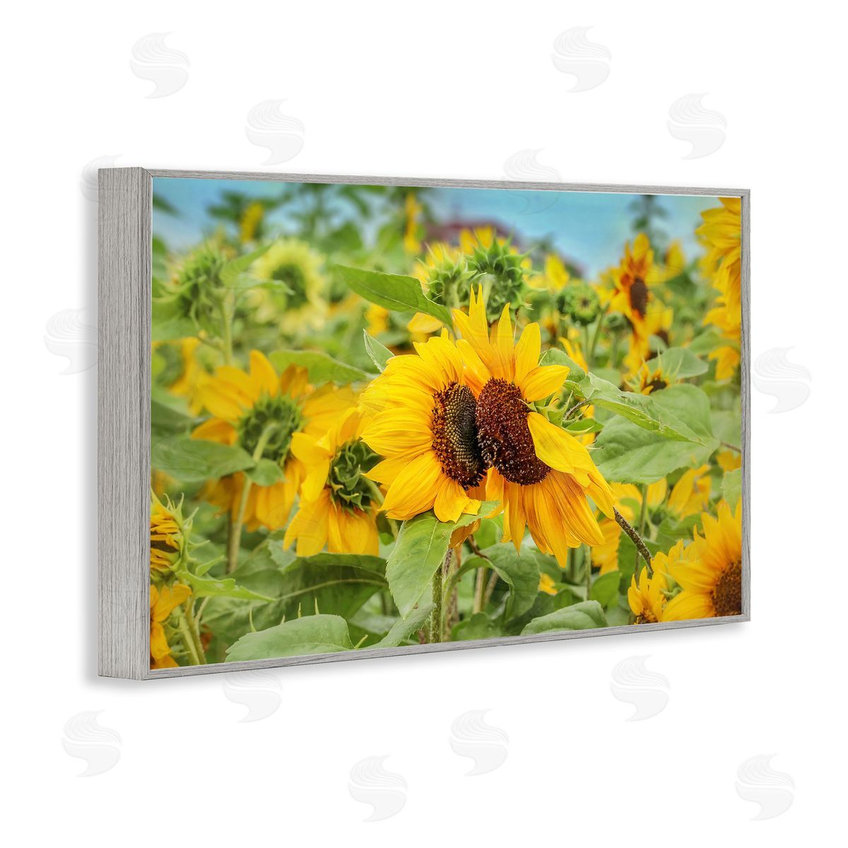Sunflower Field Photography Grey Frame Print Wall Art, Home Decor by Carrie Ann Grippo-Pike