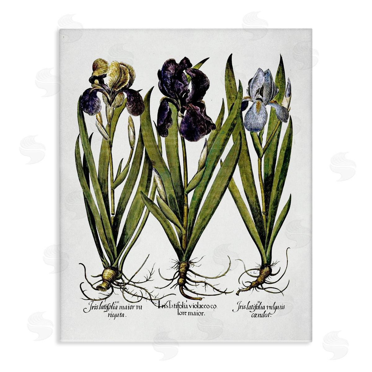 Vintage Iris Studies Canvas Wall Art, Home Decor by Lettered and Lined