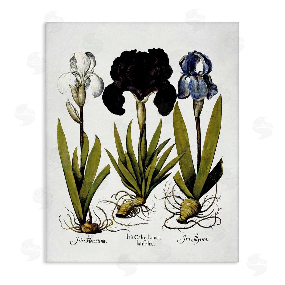 Vintage Iris Flowers Canvas Wall Art, Home Decor by Lettered and Lined