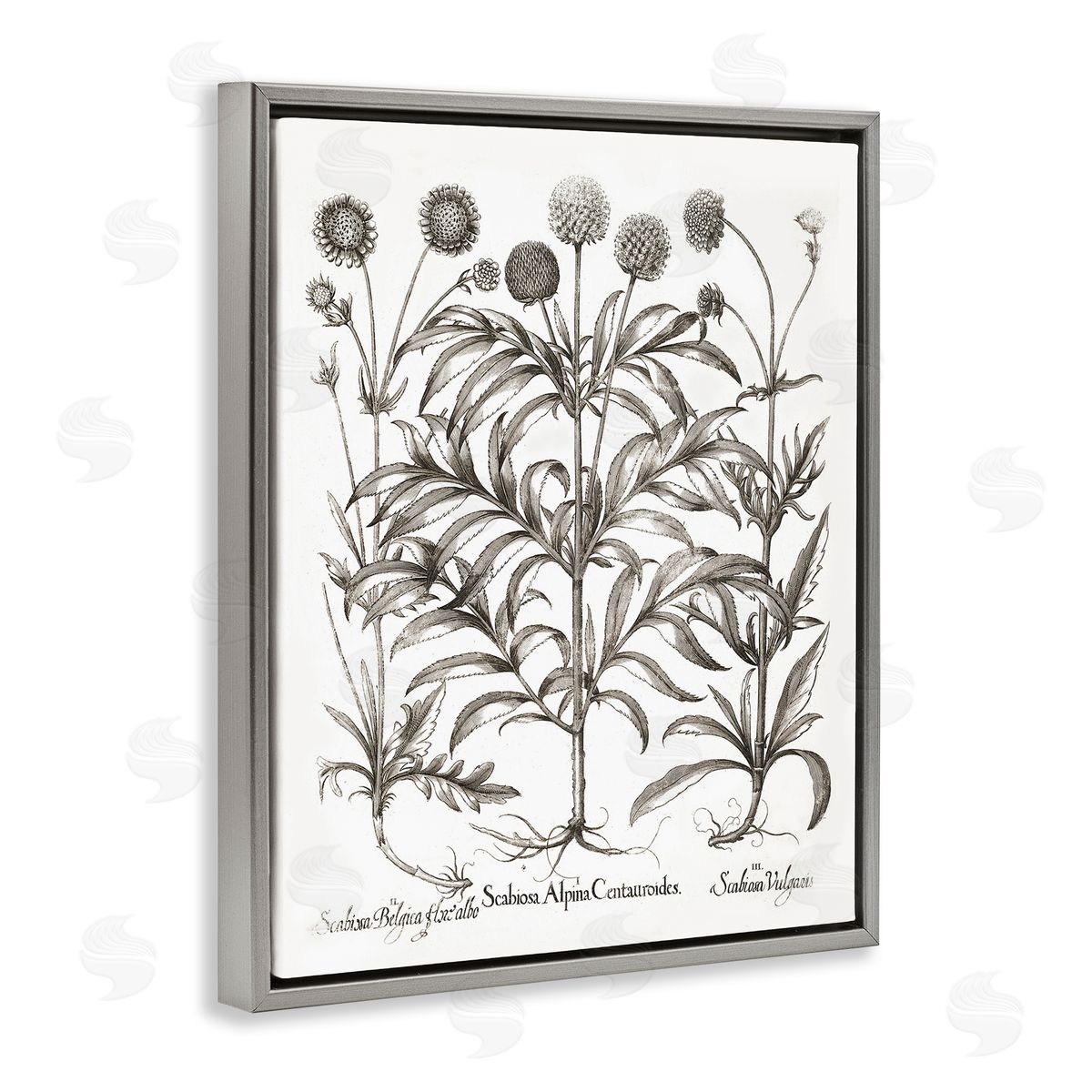 Scientific Vintage Flowers Grey Floating Frame Canvas Wall Art, Home Decor by Lettered and Lined