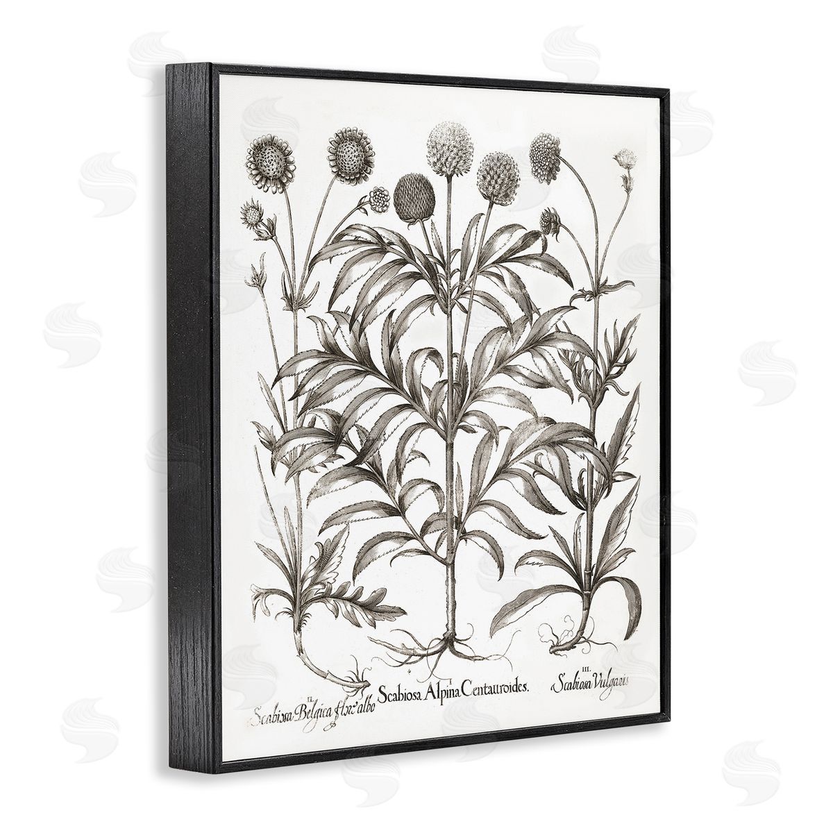 Scientific Vintage Flowers Black Frame Print Wall Art, Home Decor by Lettered and Lined