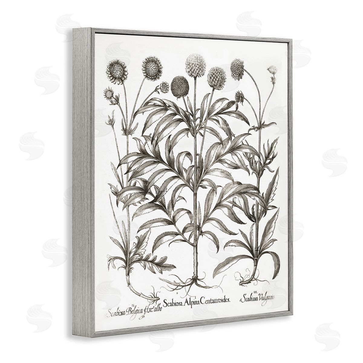 Scientific Vintage Flowers Grey Frame Print Wall Art, Home Decor by Lettered and Lined