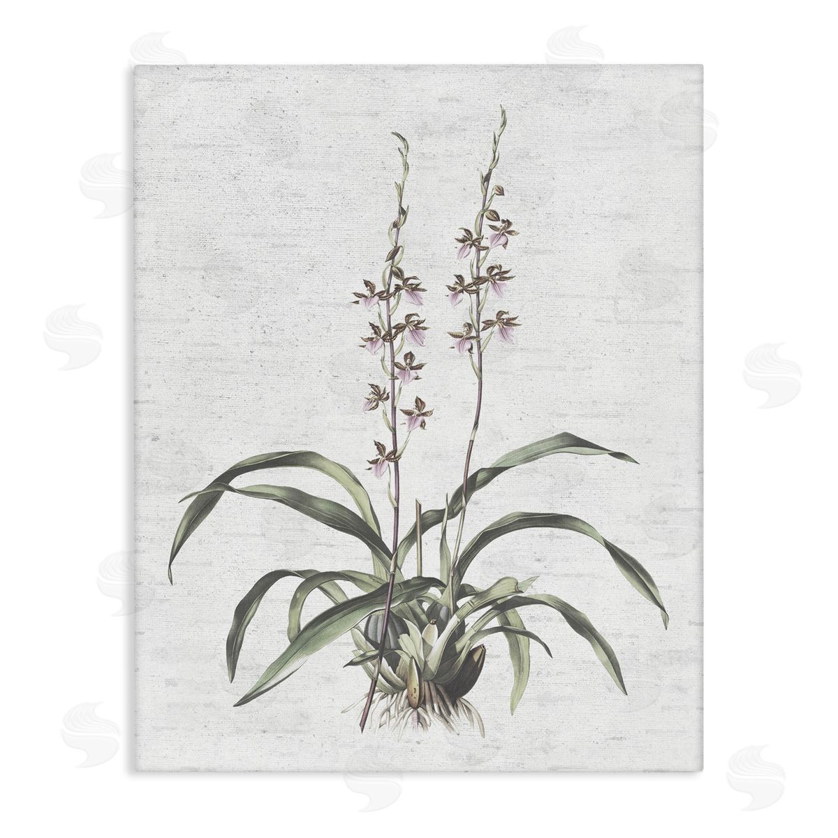 Blooming Herb Bud Canvas Wall Art, Home Decor by Lettered and Lined