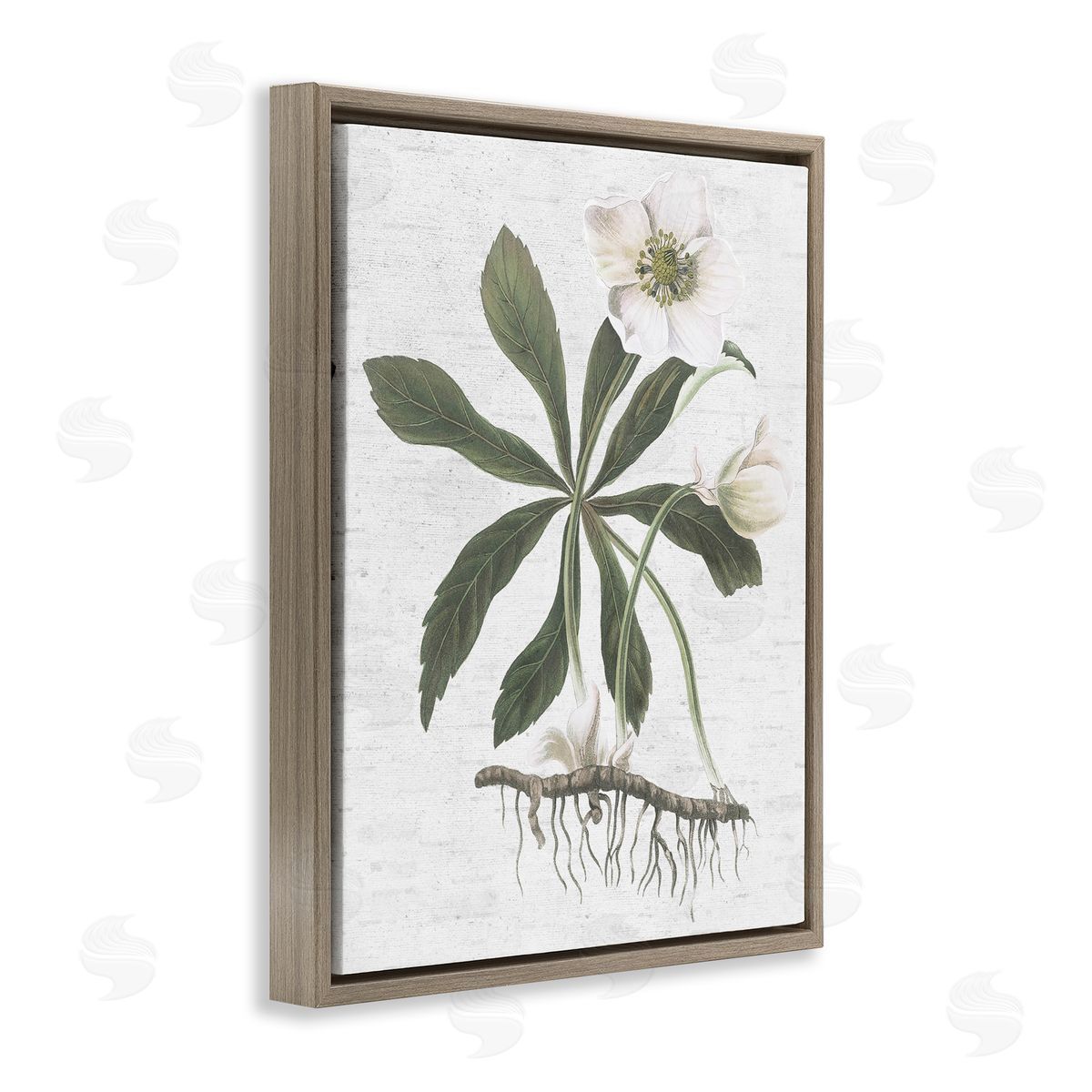 Magnolia Flower Study Brown Floating Frame Canvas Wall Art, Home Decor by Lettered and Lined