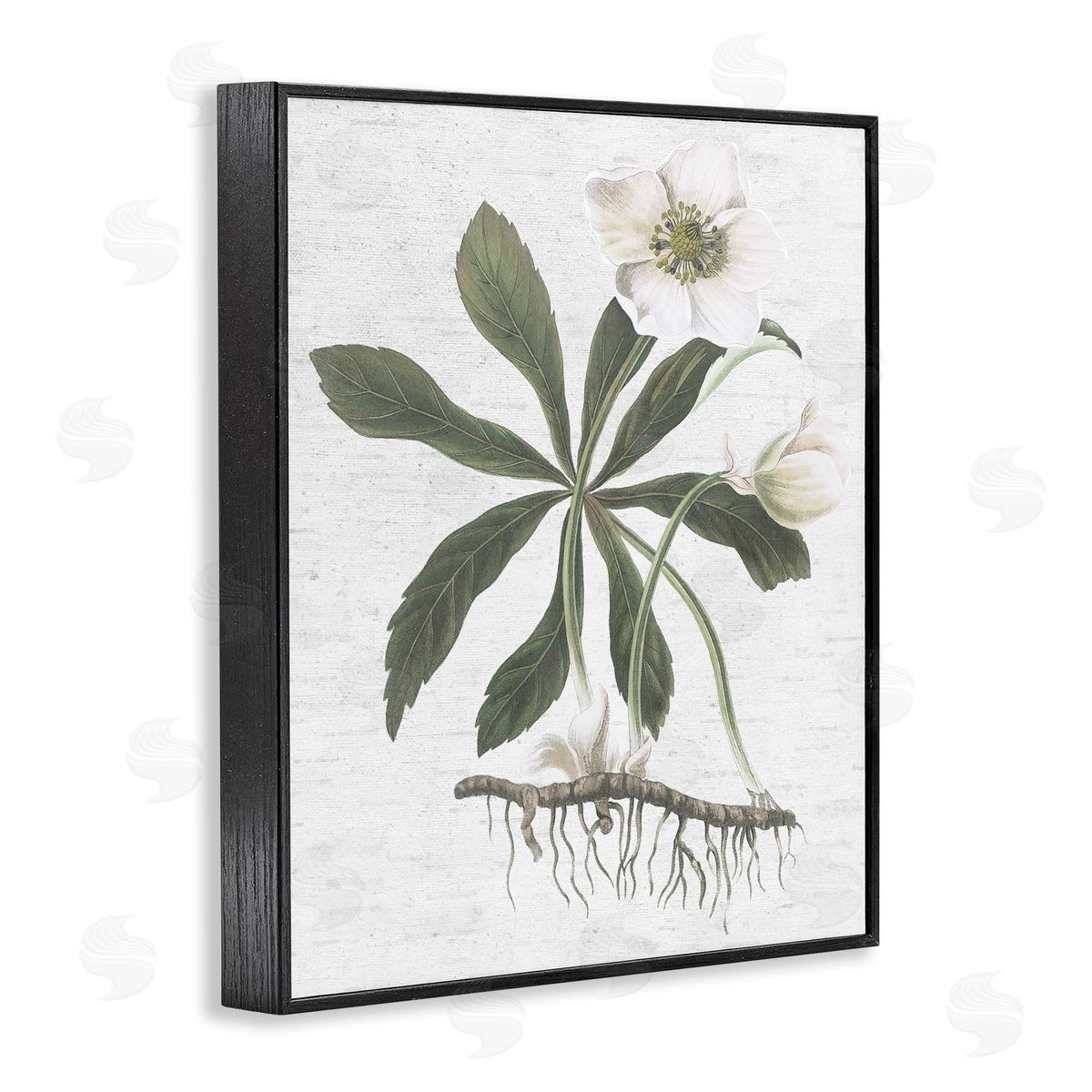 Magnolia Flower Study Black Frame Print Wall Art, Home Decor by Lettered and Lined