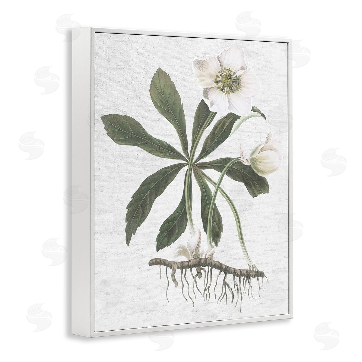 Magnolia Flower Study White Frame Print Wall Art, Home Decor by Lettered and Lined