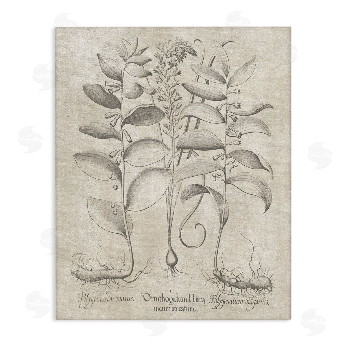 Vintage Botanical Herb Canvas Wall Art, Home Decor by Lettered and Lined