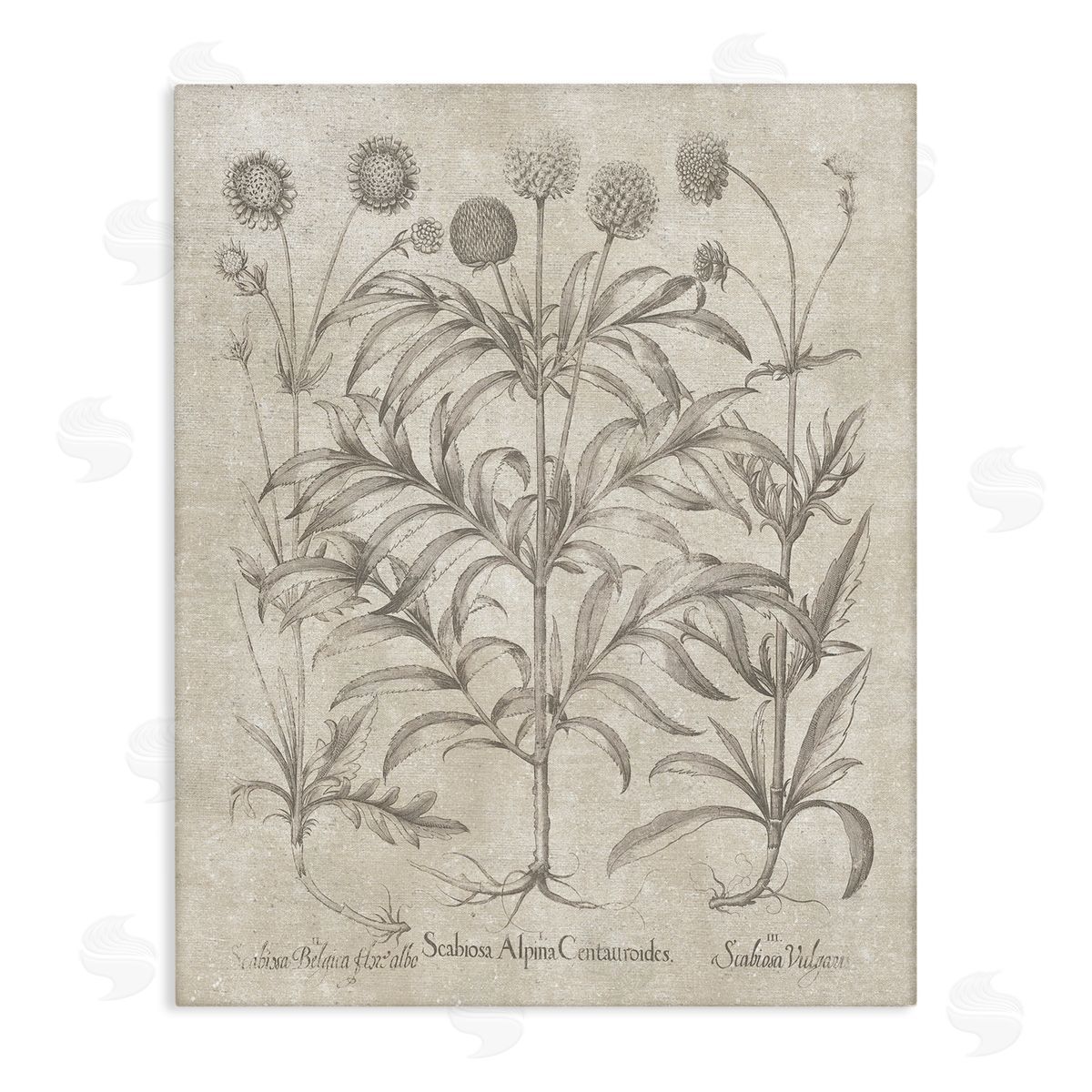 Vintage Plant Life Canvas Wall Art, Home Decor by Lettered and Lined