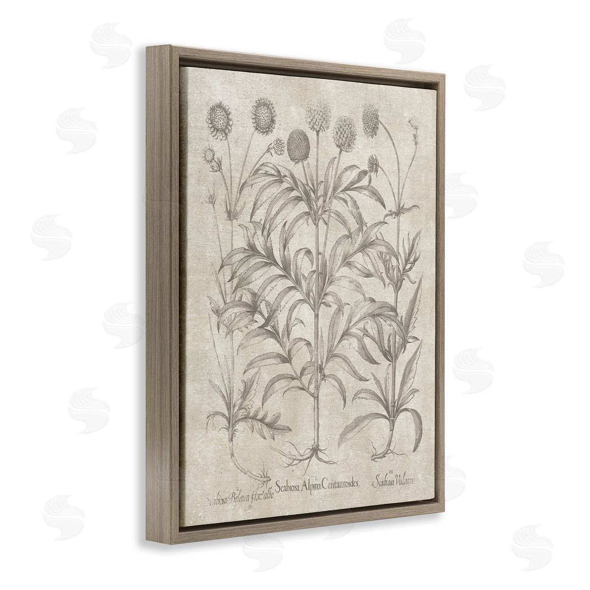 Vintage Plant Life Brown Floating Frame Canvas Wall Art, Home Decor by Lettered and Lined