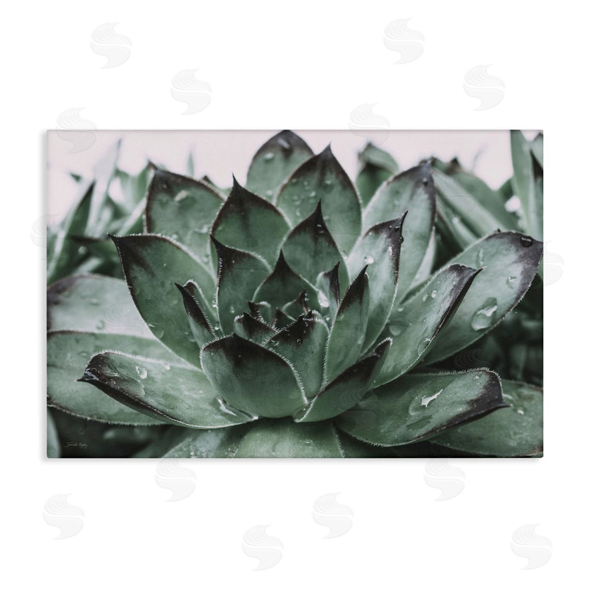Jennifer Rigsby Succulent with Rain Droplets Canvas Wall Art Print