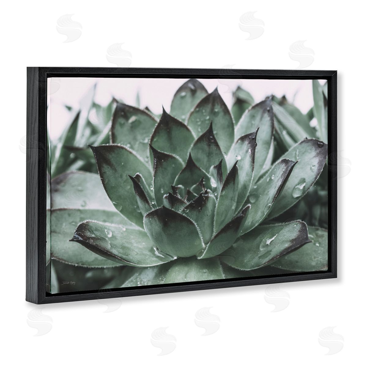 Jennifer Rigsby Succulent with Rain Droplets Black Floating Frame Canvas Wall Art Print