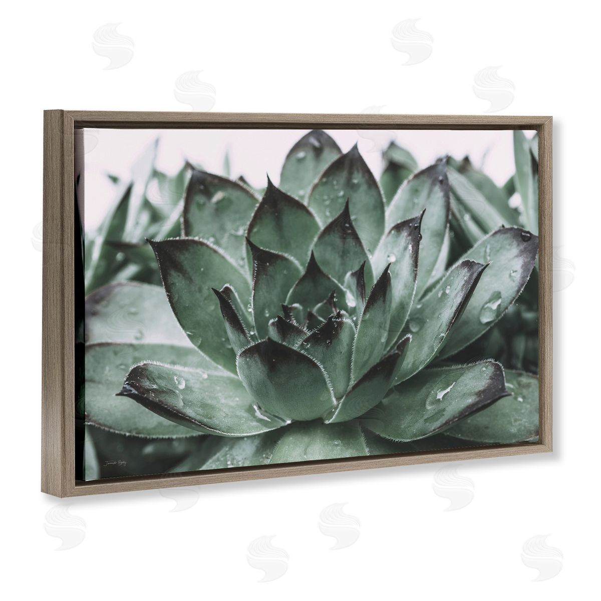 Jennifer Rigsby Succulent with Rain Droplets Brown Floating Frame Canvas Wall Art Print