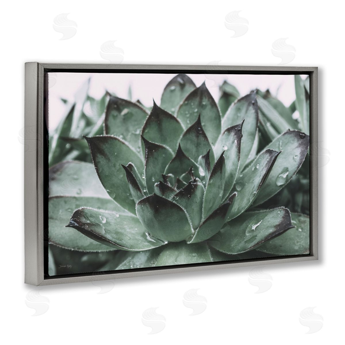Jennifer Rigsby Succulent with Rain Droplets Gray Floating Frame Canvas Wall Art Print