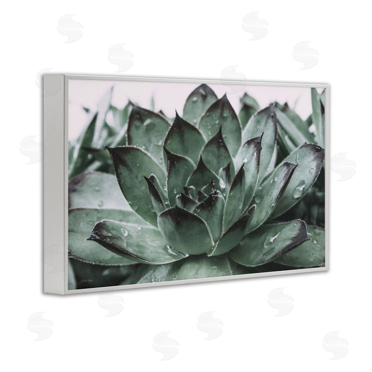 Jennifer Rigsby Succulent with Rain Droplets White Framed Giclee Wall Art Print
