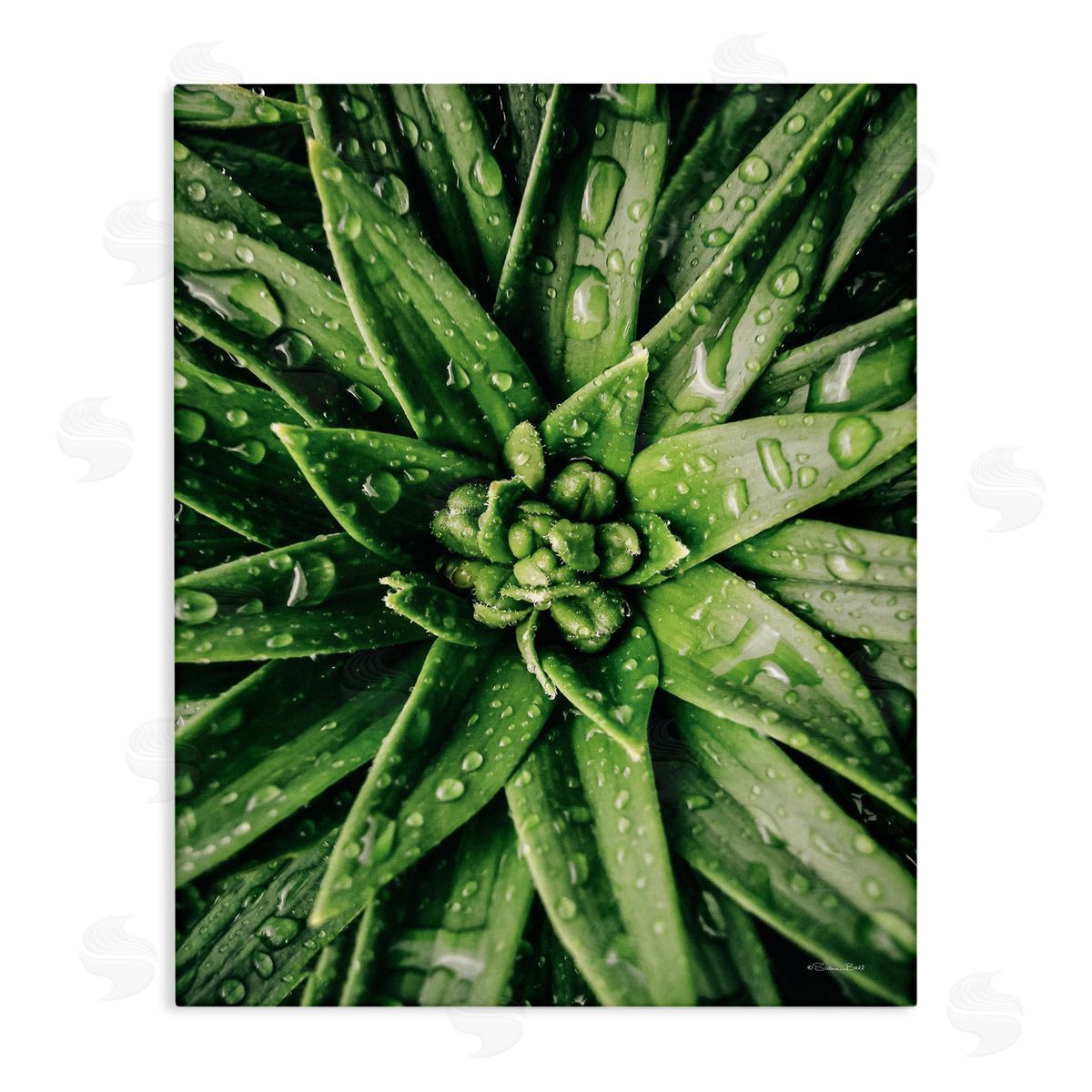 Succulent in Rain Canvas Wall Art, Home Decor by Susan Ball