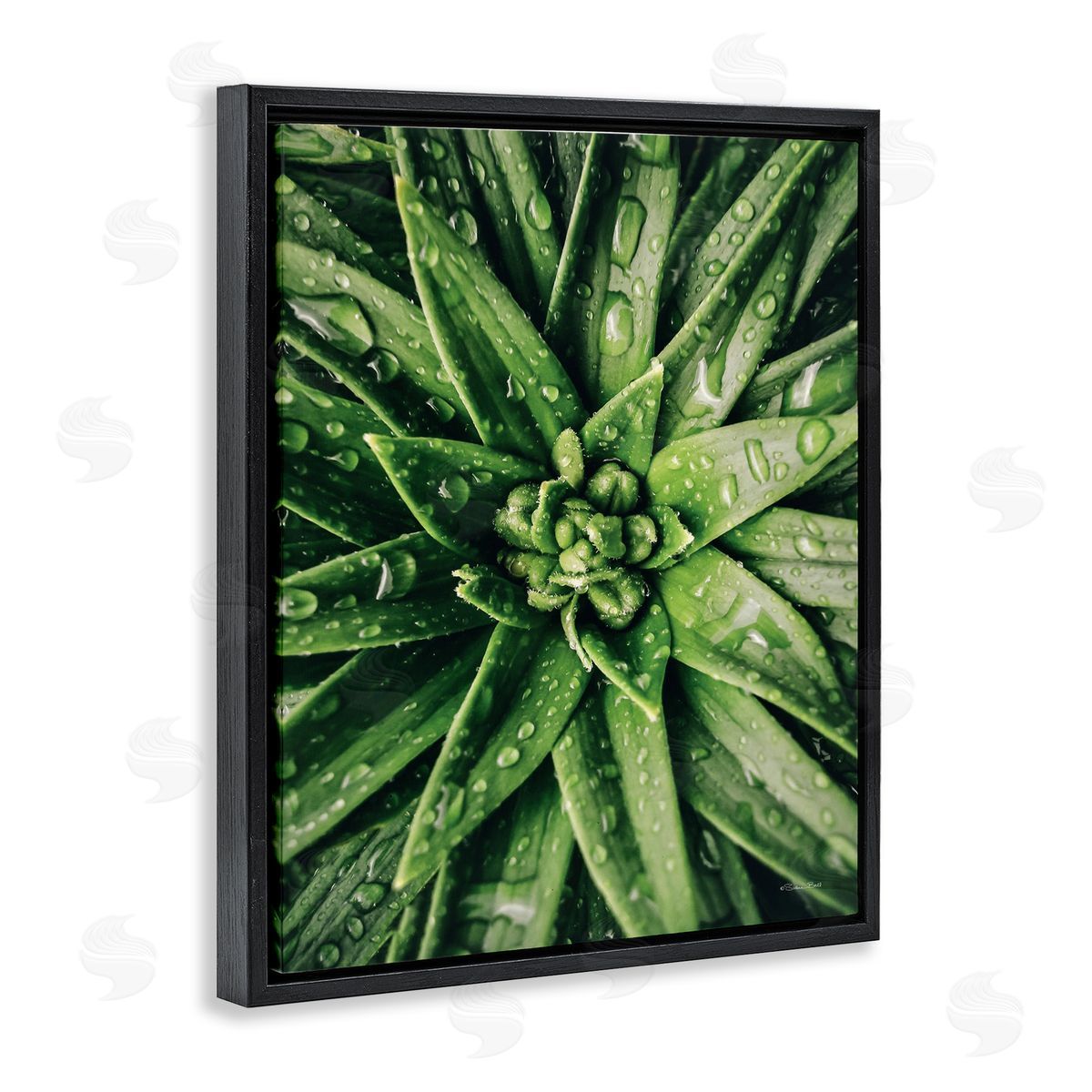 Succulent in Rain Black Floating Frame Canvas Wall Art, Home Decor by Susan Ball