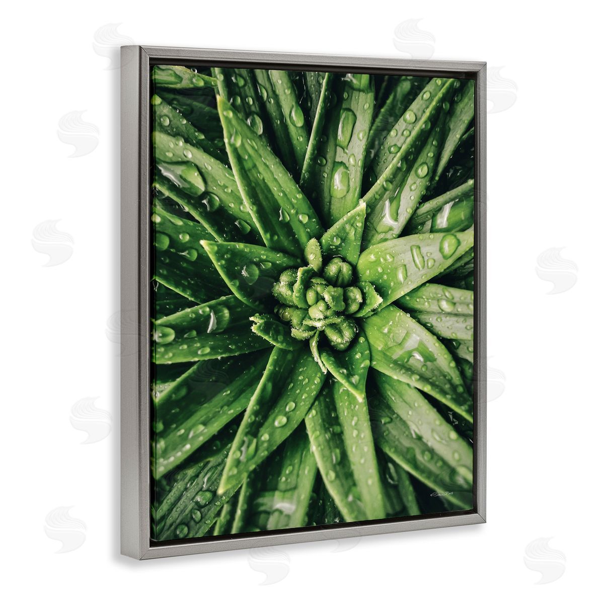 Succulent in Rain Grey Floating Frame Canvas Wall Art, Home Decor by Susan Ball