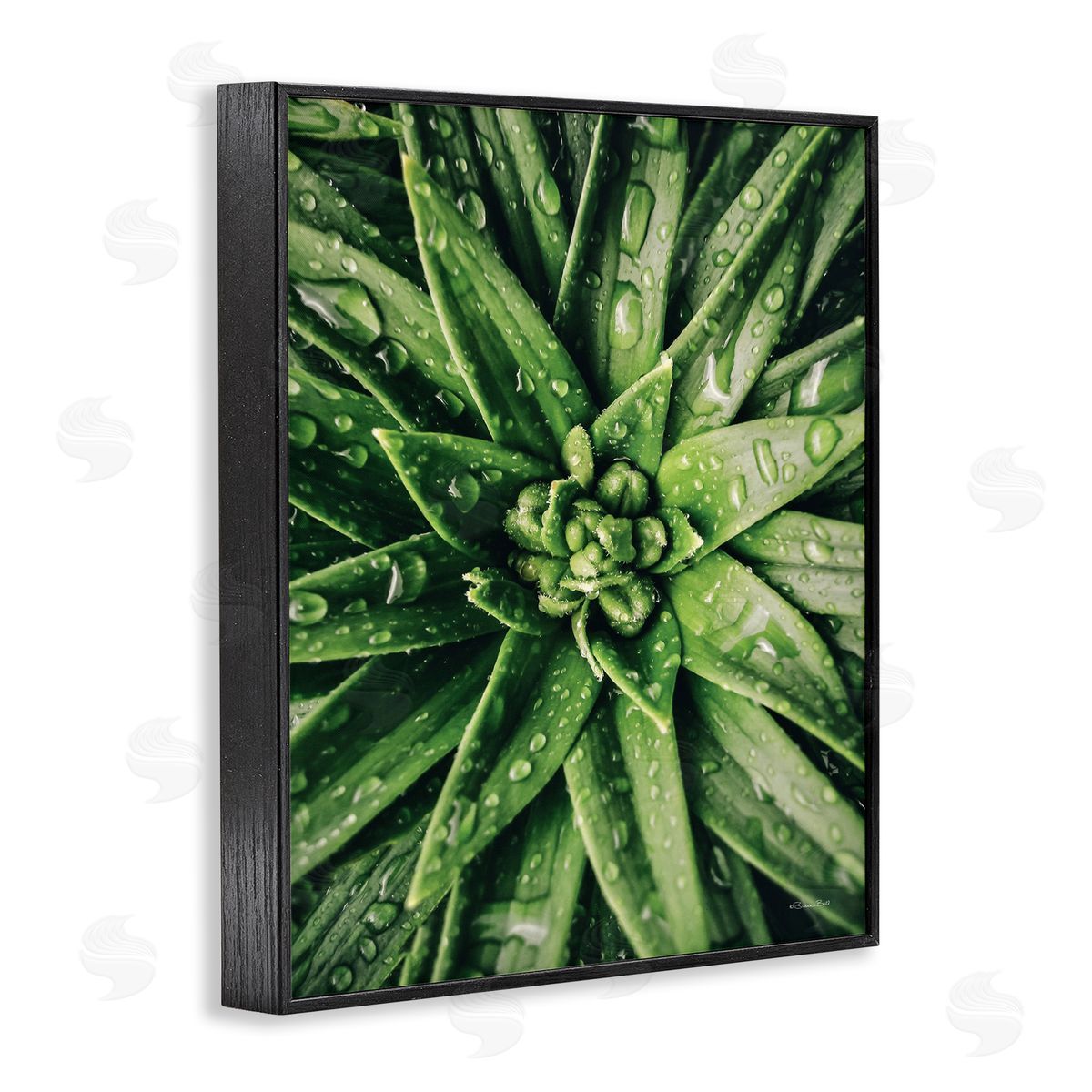 Succulent in Rain Black Frame Print Wall Art, Home Decor by Susan Ball