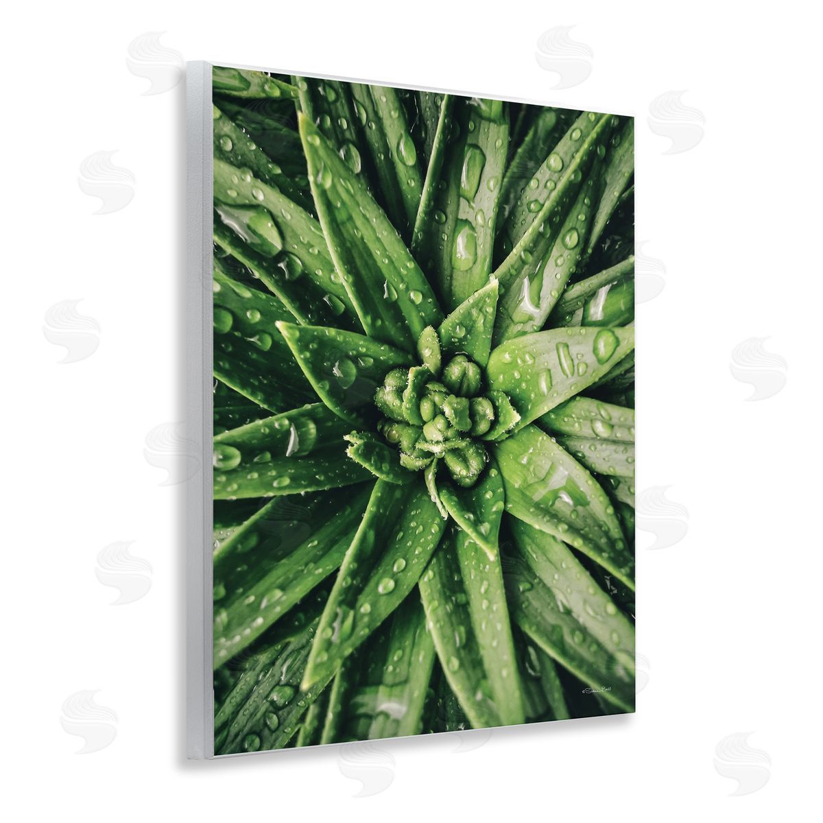 Succulent in Rain Wood Plaque Wall Art, Home Decor by Susan Ball