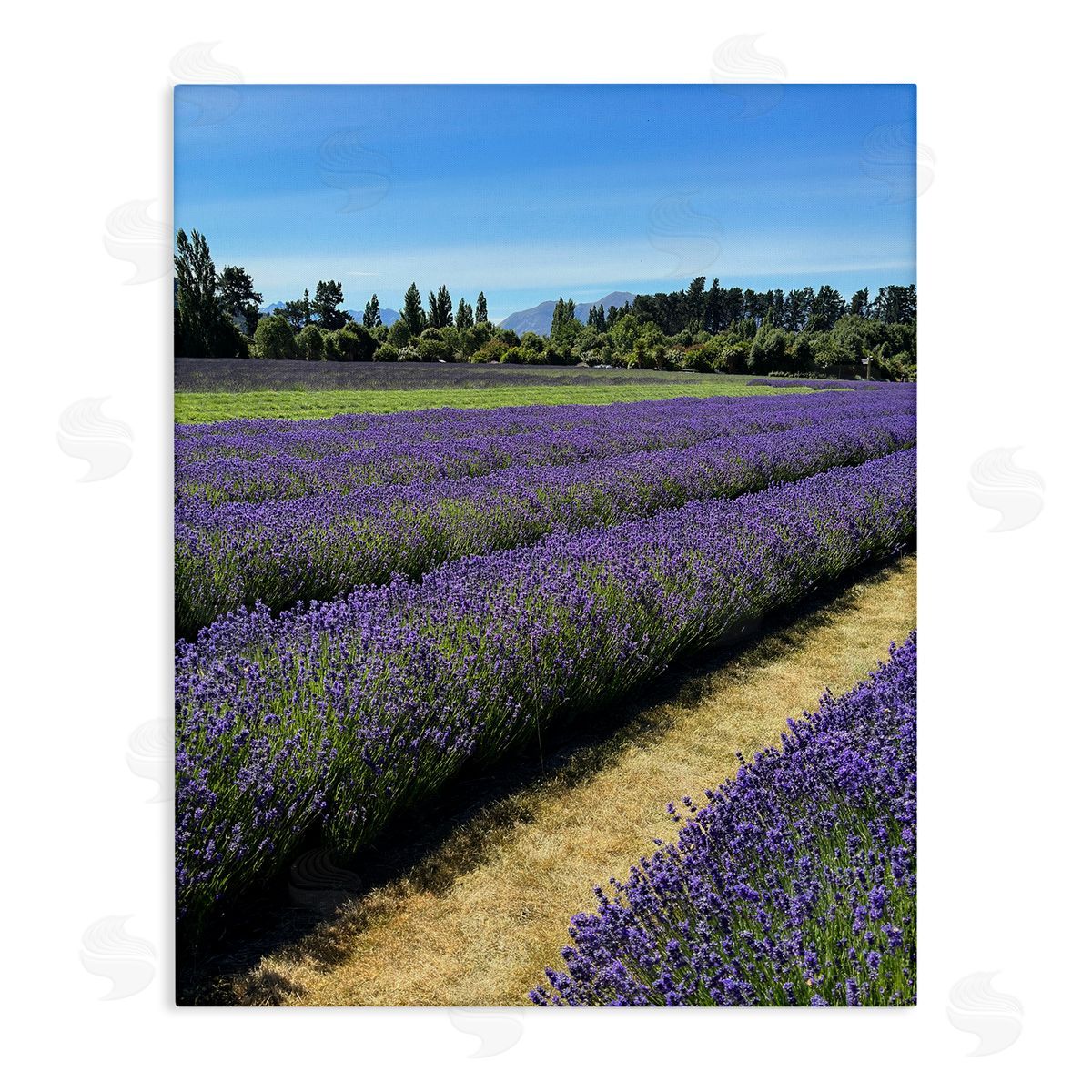 Lavender Path Landscape Canvas Wall Art, Home Decor by Kali Wilson
