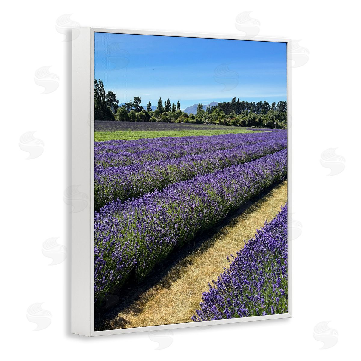 Lavender Path Landscape White Frame Print Wall Art, Home Decor by Kali Wilson