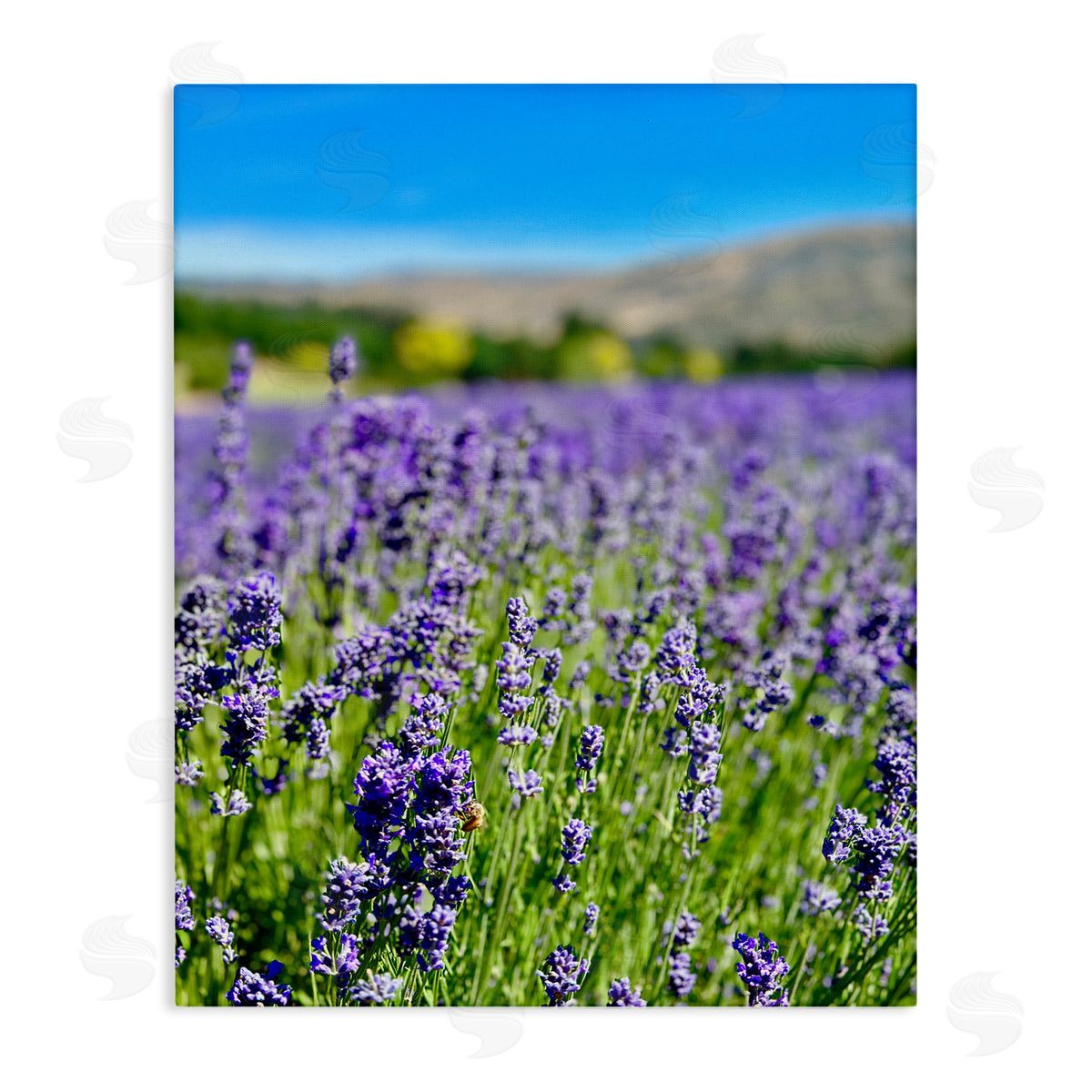 Lavender in the Wind Canvas Wall Art, Home Decor by Kali Wilson