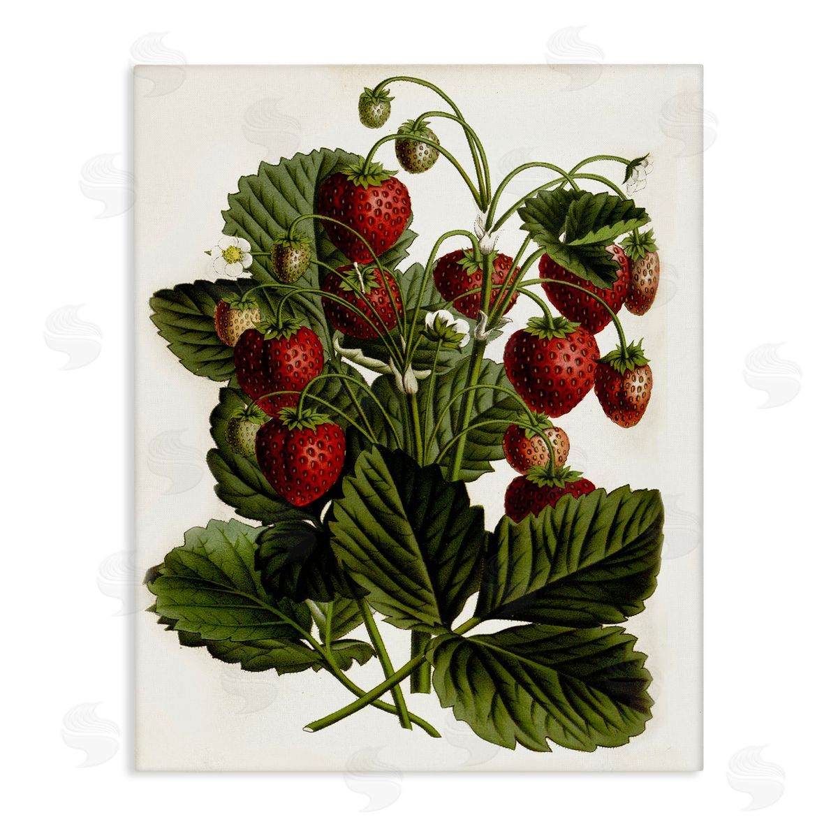Strawberry Plant Study Canvas Wall Art, Home Decor by Lettered and Lined