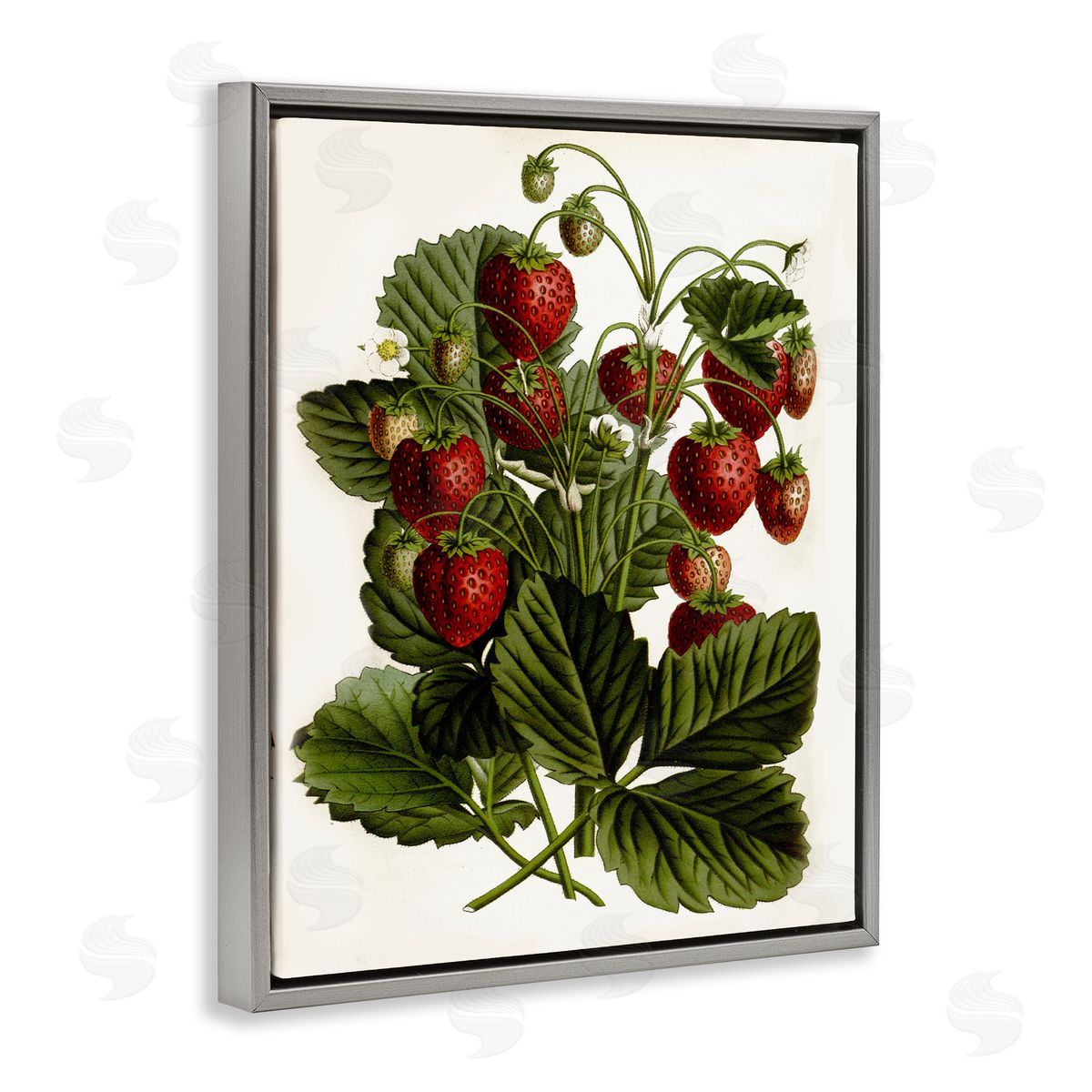 Strawberry Plant Study Grey Floating Frame Canvas Wall Art, Home Decor by Lettered and Lined