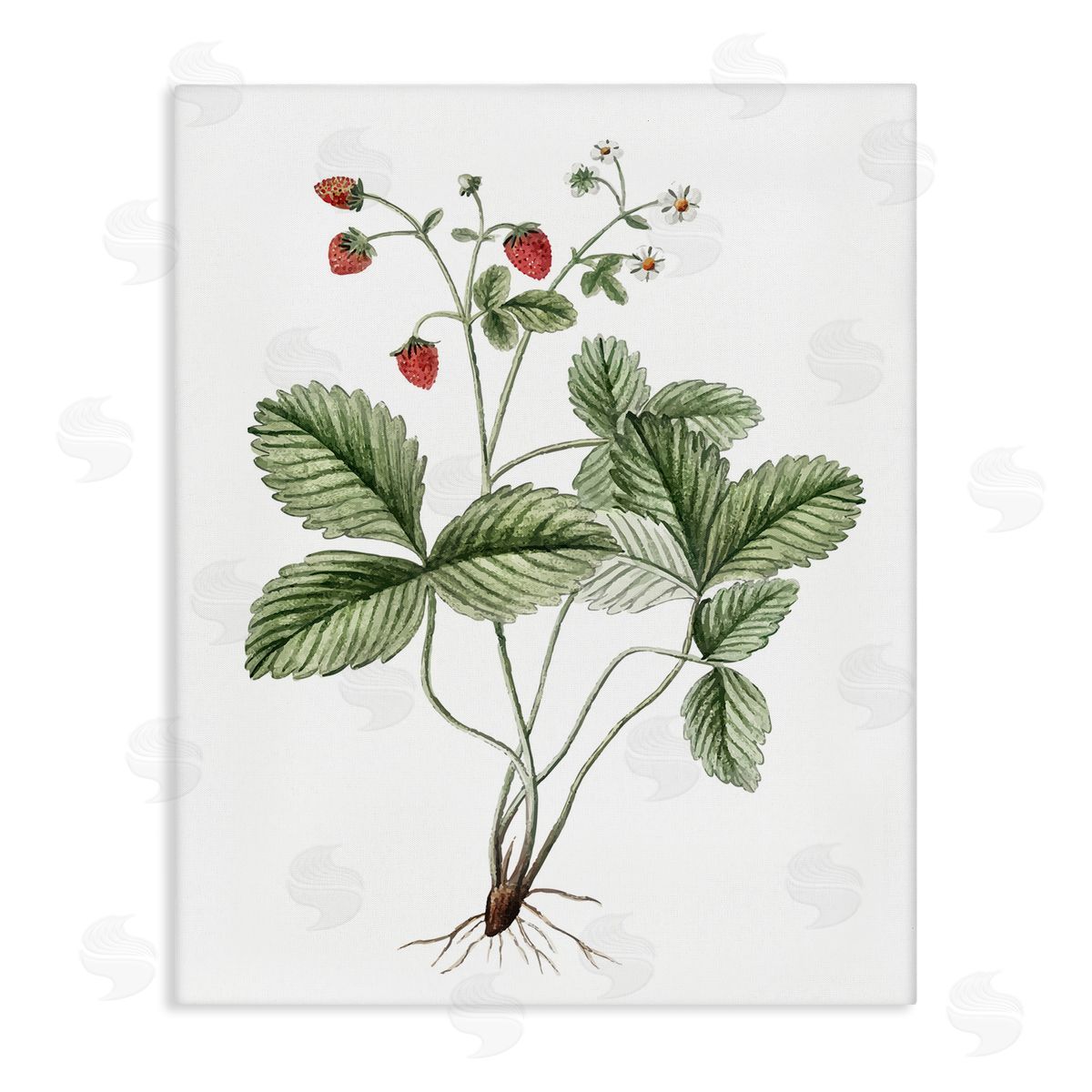 Budding Strawberries Study Canvas Wall Art, Home Decor by Lettered and Lined