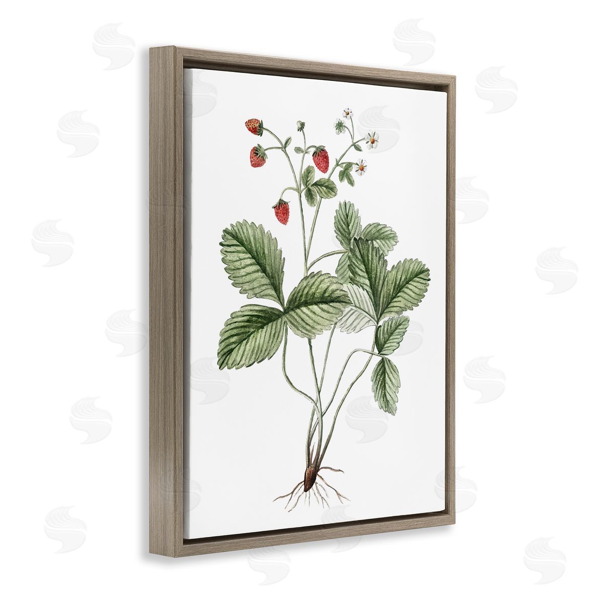 Budding Strawberries Study Brown Floating Frame Canvas Wall Art, Home Decor by Lettered and Lined