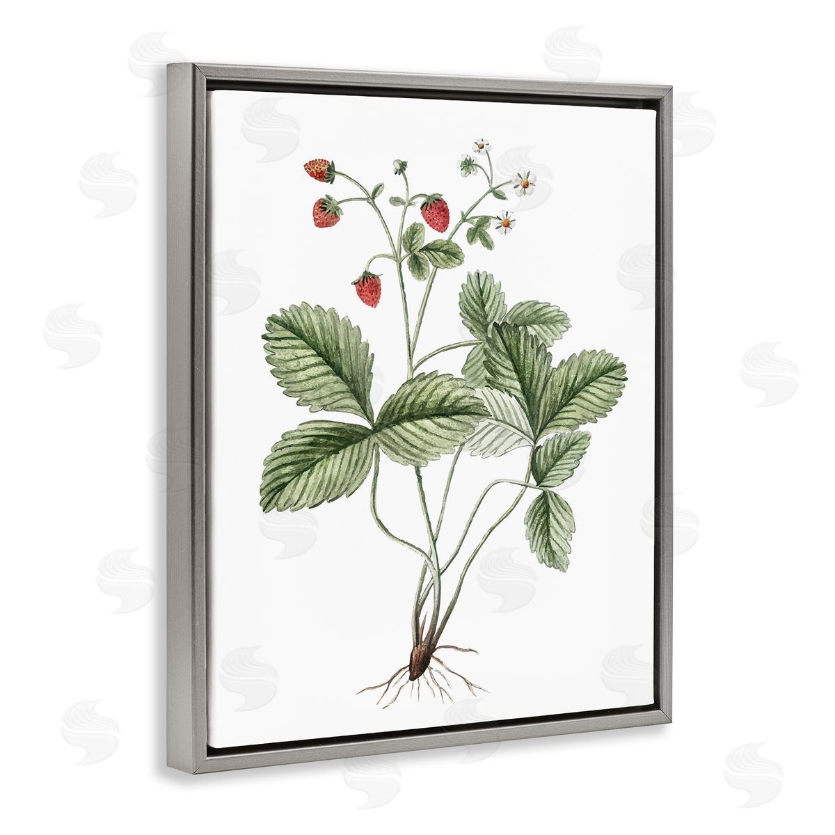 Budding Strawberries Study Grey Floating Frame Canvas Wall Art, Home Decor by Lettered and Lined