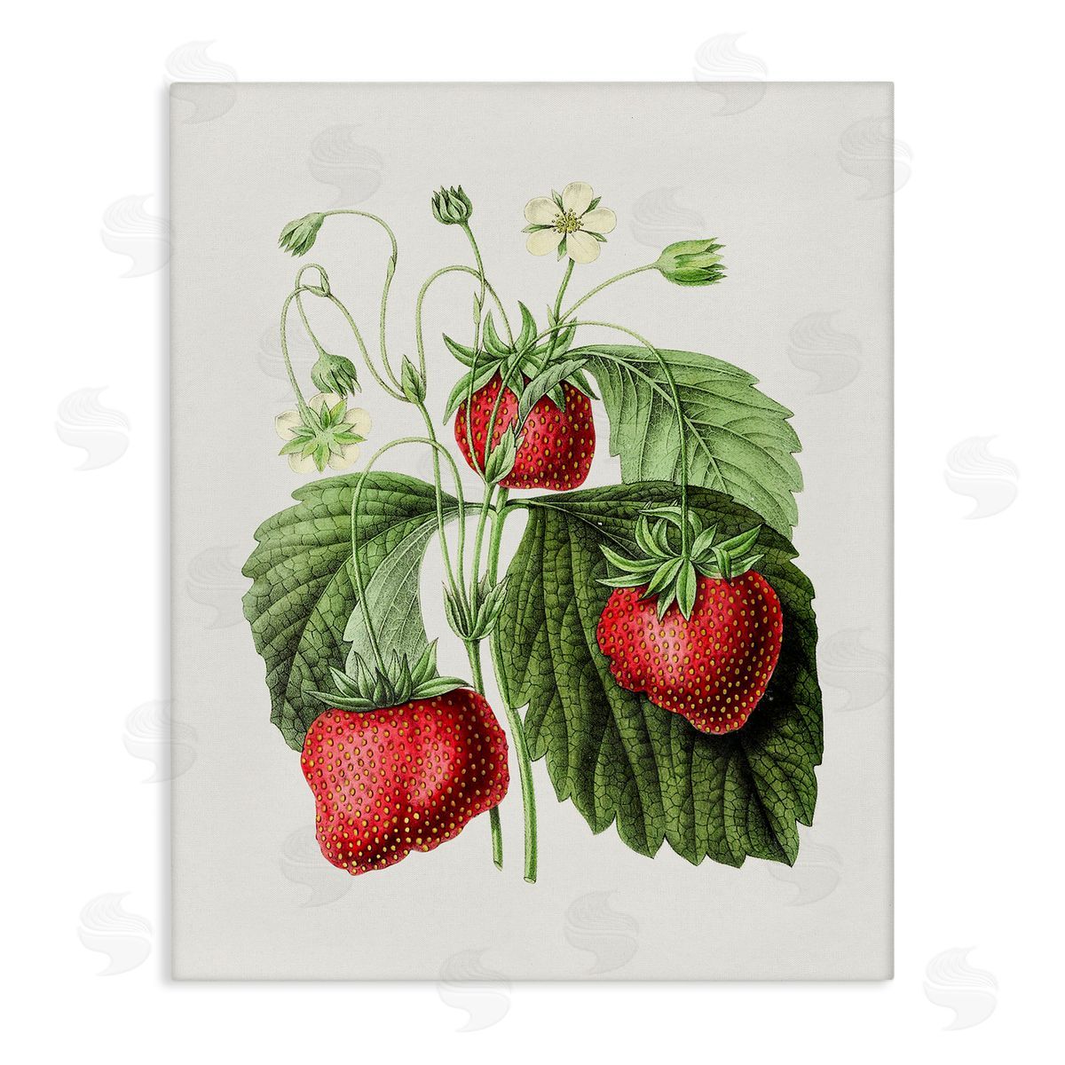Vintage Strawberries Study Canvas Wall Art, Home Decor by Lettered and Lined