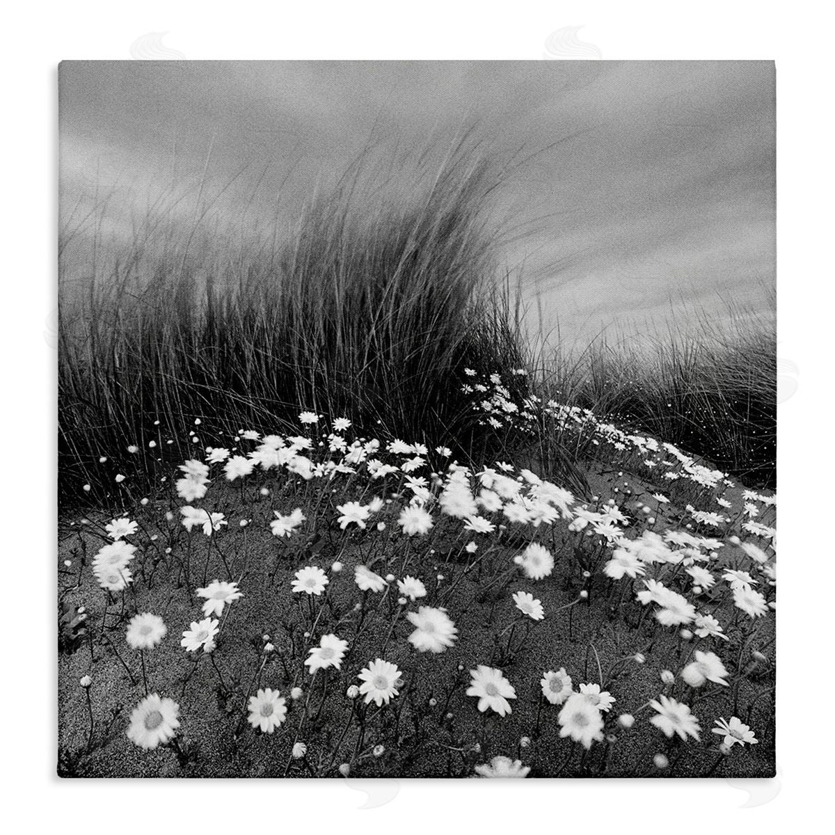 Sand Daisies on Hill Canvas Wall Art, Home Decor by Chip Forelli