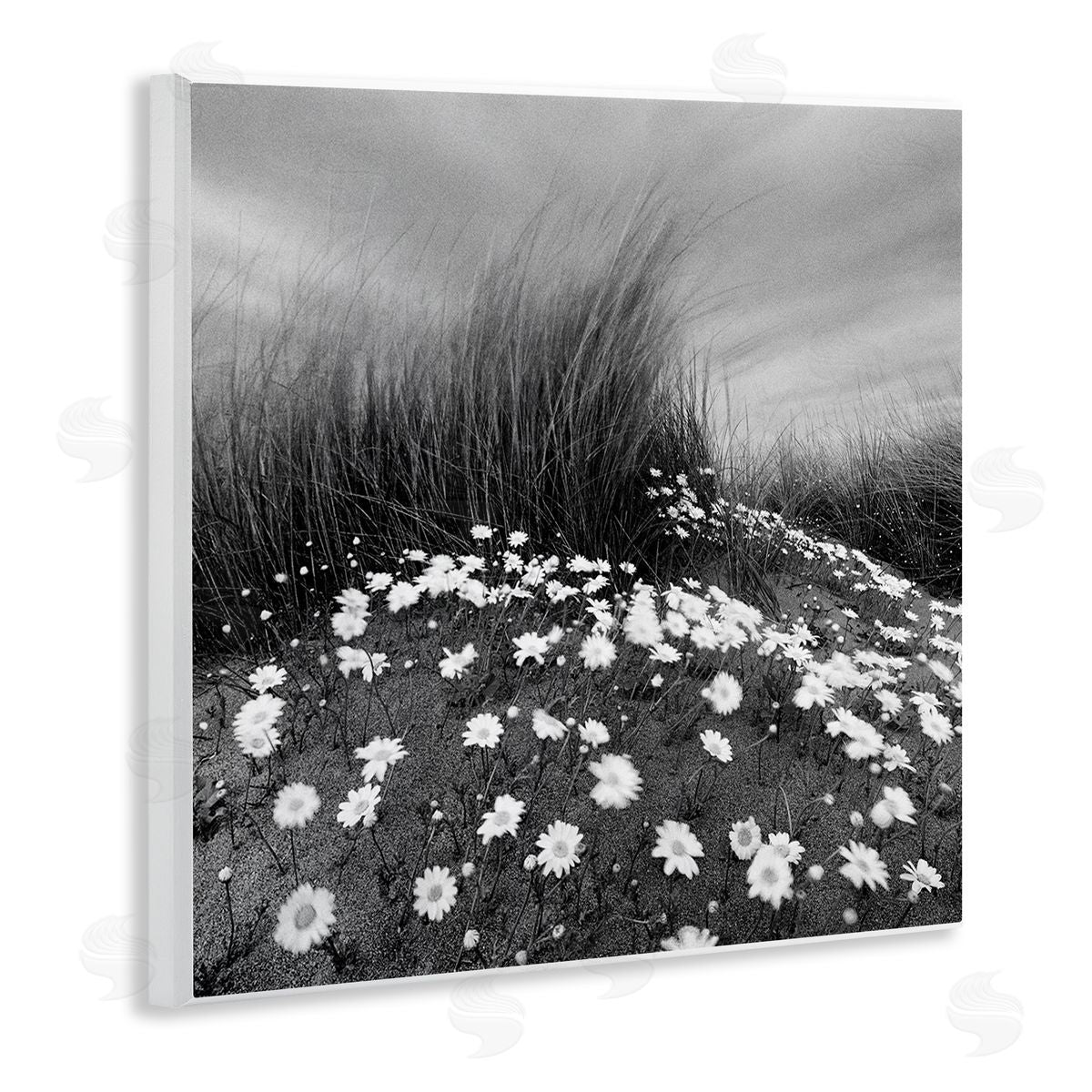 Sand Daisies on Hill Wood Plaque Wall Art, Home Decor by Chip Forelli