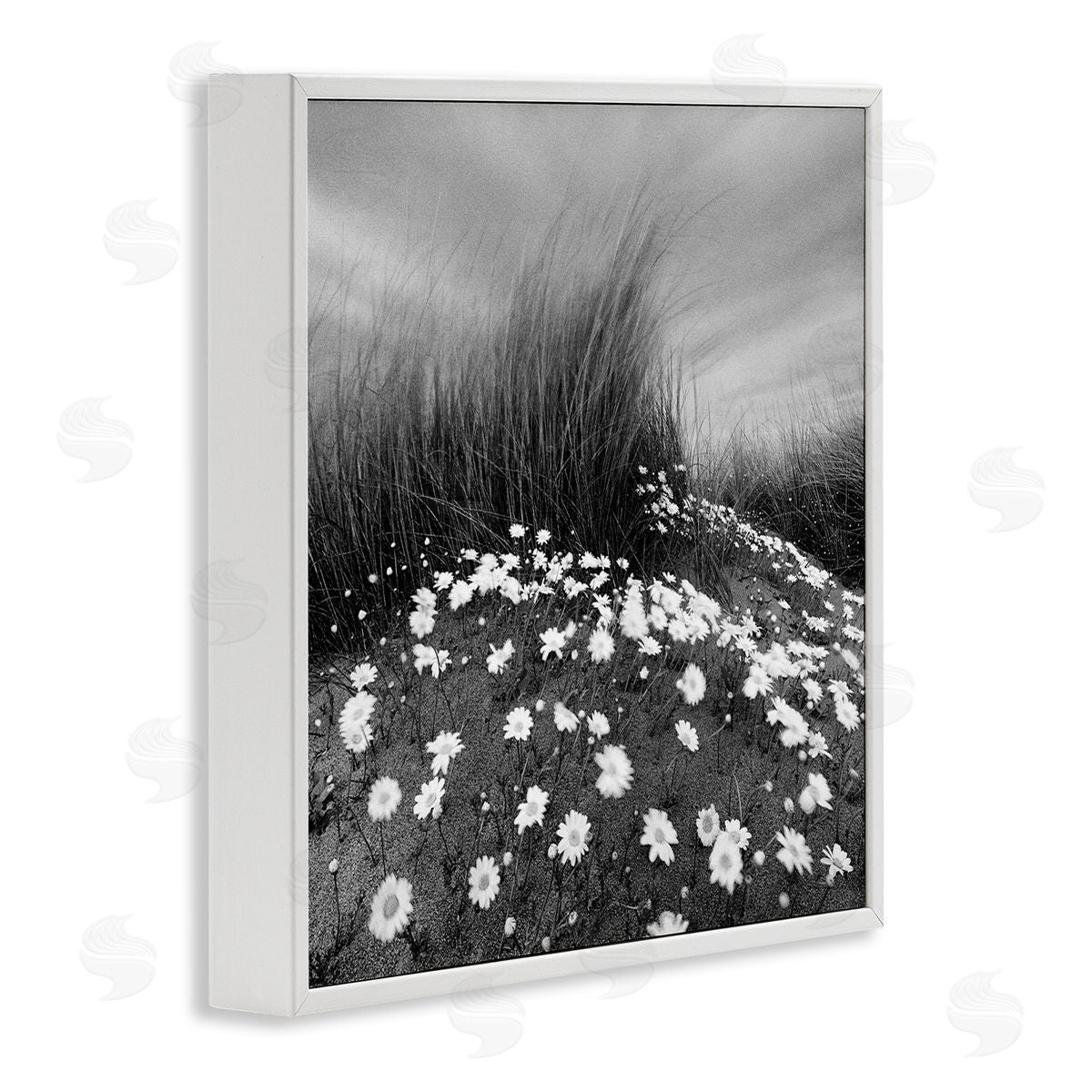 Sand Daisies on Hill White Frame Print Wall Art, Home Decor by Chip Forelli