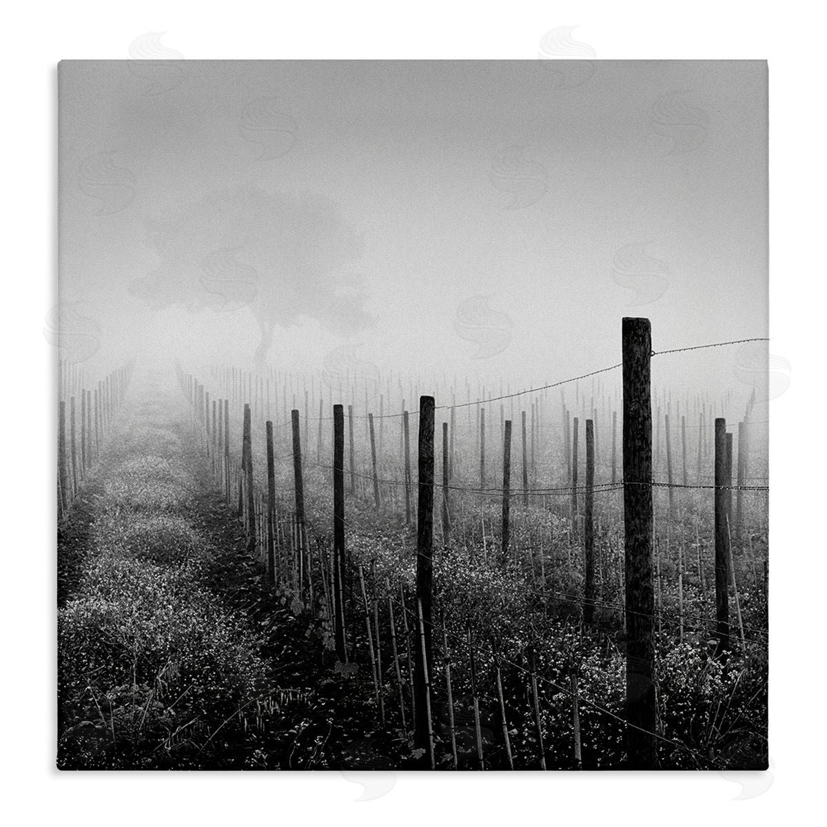Chip Forelli Vineyard at Dawn Canvas Wall Art Print
