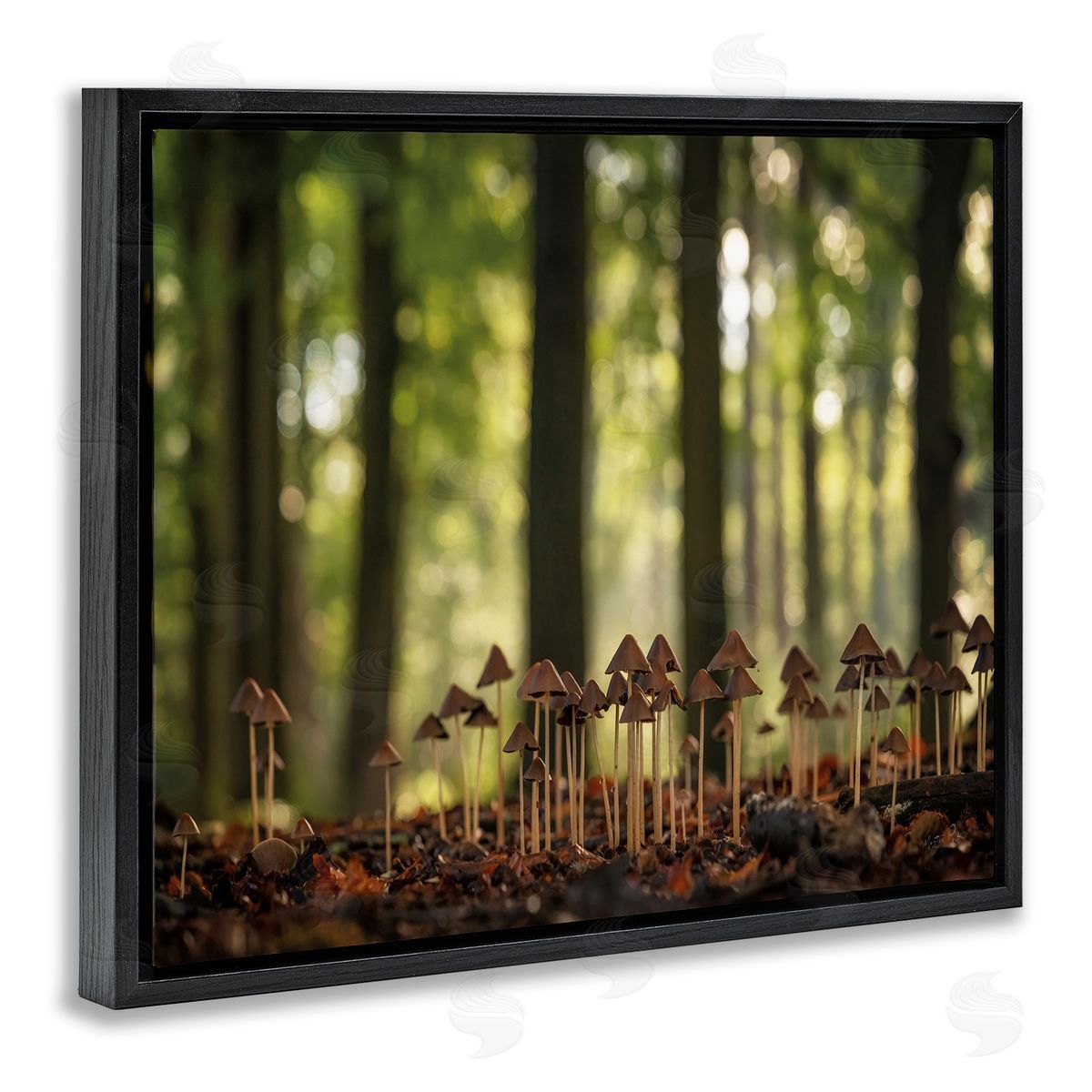 Mushroom Sprouts in Forest Black Floating Frame Canvas Wall Art, Home Decor by Martin Podt