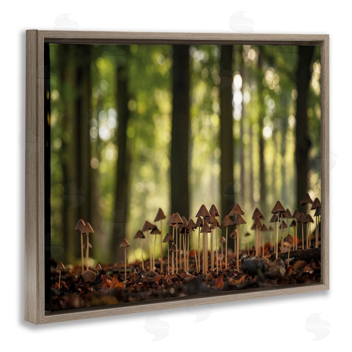Mushroom Sprouts in Forest Brown Floating Frame Canvas Wall Art, Home Decor by Martin Podt
