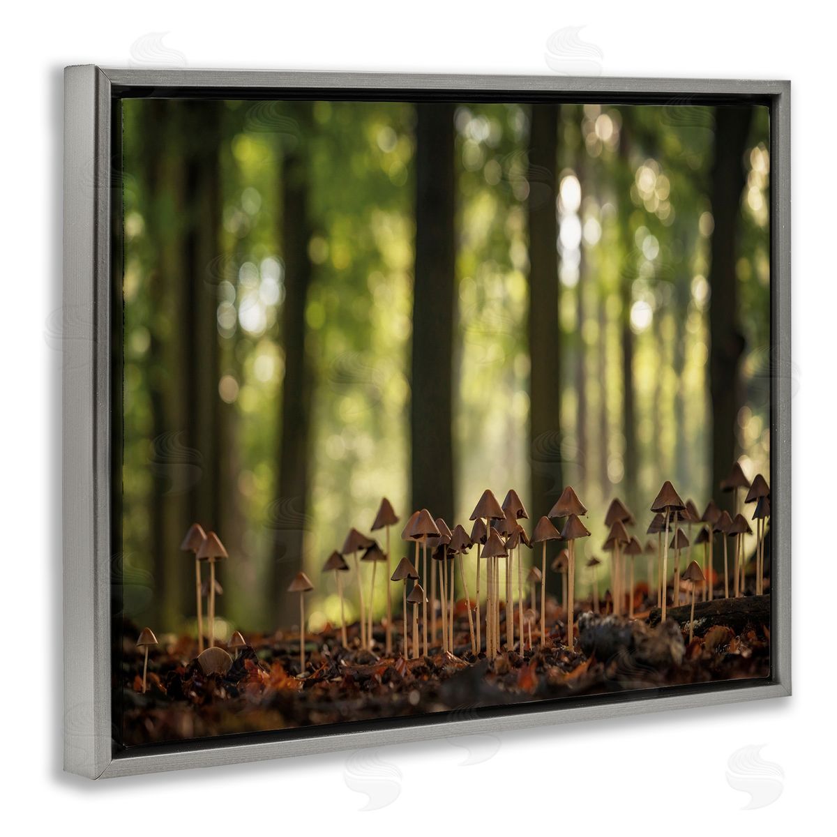 Mushroom Sprouts in Forest Grey Floating Frame Canvas Wall Art, Home Decor by Martin Podt