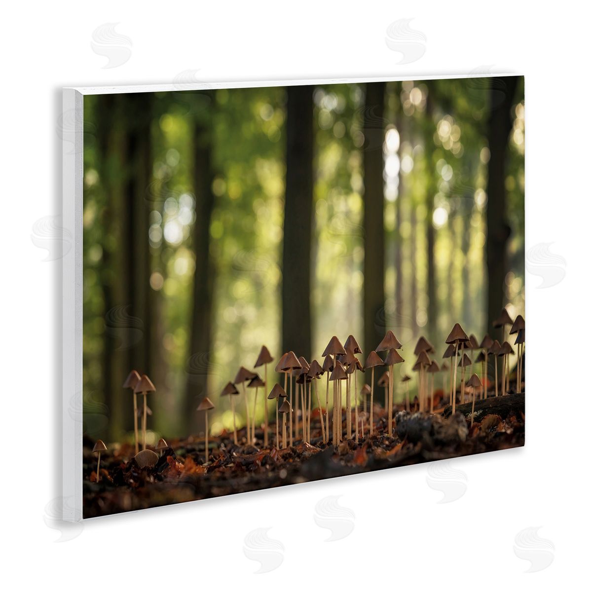 Mushroom Sprouts in Forest Wood Plaque Wall Art, Home Decor by Martin Podt