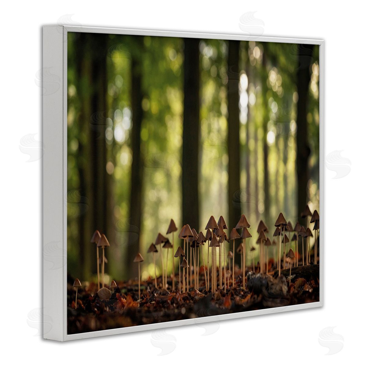 Mushroom Sprouts in Forest White Frame Print Wall Art, Home Decor by Martin Podt