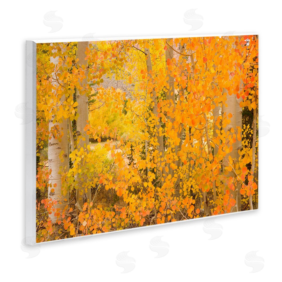 Richard Wong Dense Birch Foliage Wooden Wall Plaque Art Print