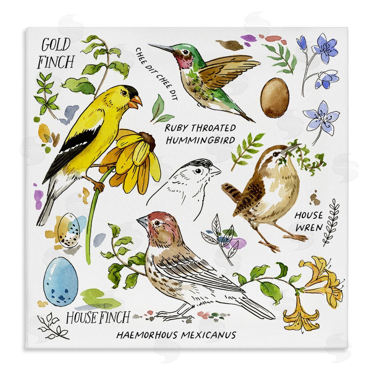 Jane Maday Local Birds Chart Canvas Wall Art Print
