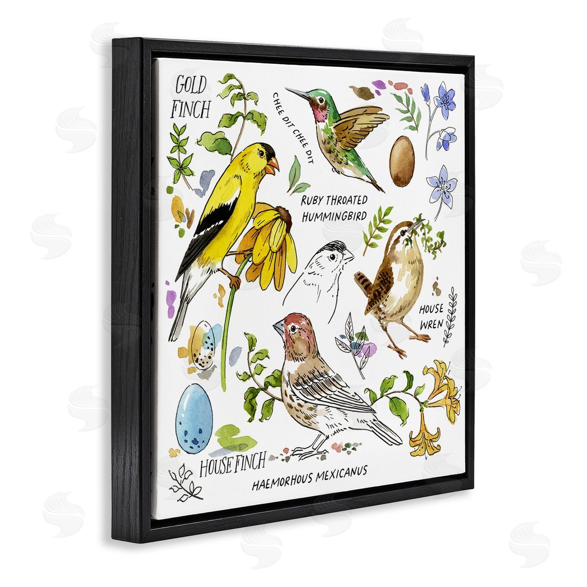 Jane Maday Local Birds Chart Black Floating Frame Canvas Wall Art Print