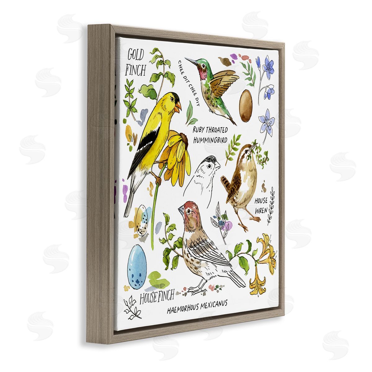Jane Maday Local Birds Chart Brown Floating Frame Canvas Wall Art Print