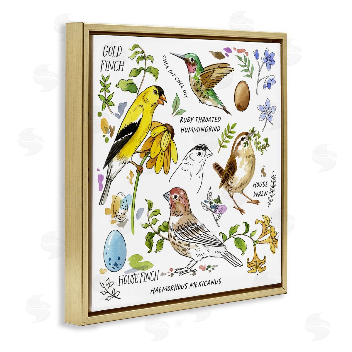 Jane Maday Local Birds Chart Gold Floating Frame Canvas Wall Art Print